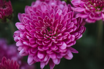 Beautiful chrysanthemum close up. Flower background, garden flowers. Horizontal flowers art background.