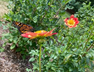 Monarch butterfly on dahlia flower