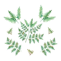 Watercolor hand drawn set of perennial herbaceous fern