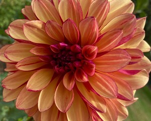 Fototapeta premium pink and yellow dahlia flower in garden