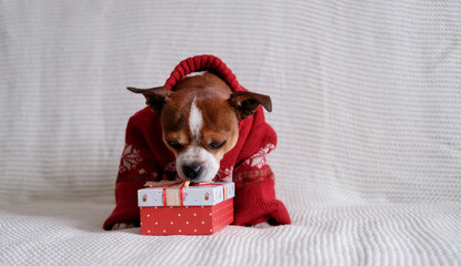Chihuahua dog in red sweater with Christmas gift.