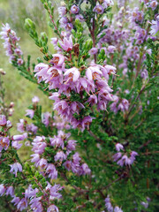 Beautiful pink flowers of wild forest heather. Macro shot.