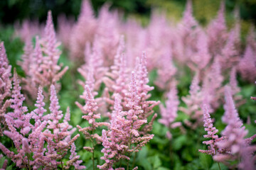 Obraz premium FLOR Lavandula