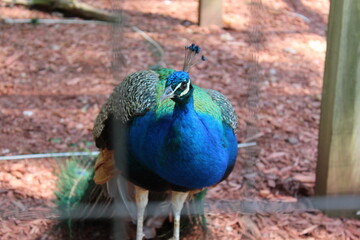 Peacock