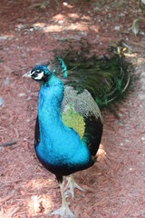Fototapeta premium Peacock