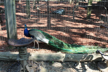 Peacock