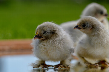 2 day old Lavender Pekin Bantam chickens