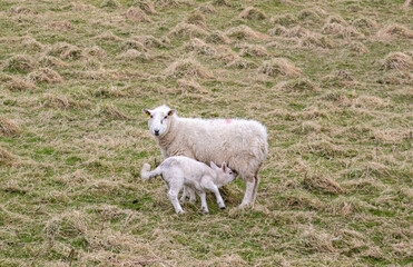 Sheep in field with her newborn, lamb suckling milk. Ireland