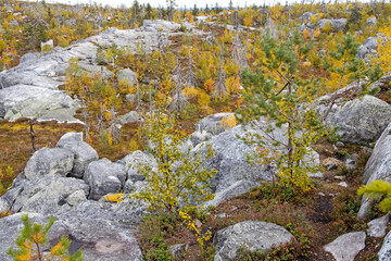 Reddening autumn thickets of blueberries and lingonberries around a stone overgrown with moss in nature reserve on mountain Vottovaara, Karelia, Russia.