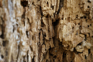 Texture of old decrepit wood with holes.