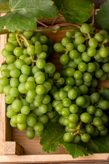 Unripe green grapes, grapevine with leaves (Turkish name; koruk)