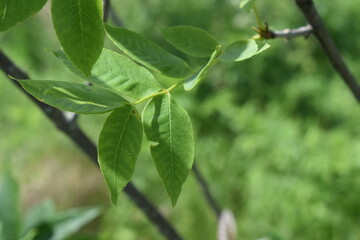 Summer.Tree branch