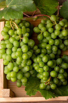 Unripe green grapes, grapevine with leaves (Turkish name; koruk)