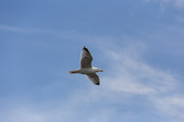 Möwe im Flug. Blauer Himmel im Hintergrund