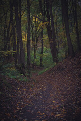 A winding path in the autumn forest