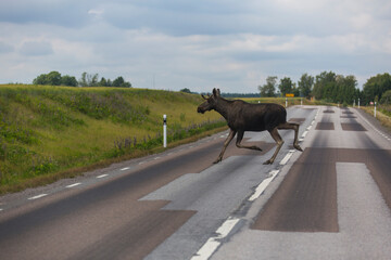 Elch überquert Straße in Schweden