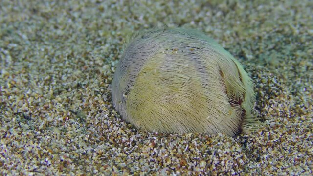 Common heart urchin or Echinocardium mediterraneum (Echinocardium cordatum) buries in the sandy bottom, accelerated 2 times.