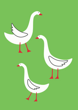 Vector illustration with geese on field