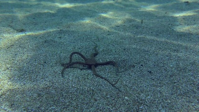 Sea life: Brittle star crawls along the sandy bottom in shallow water, close-up. Mediterranean.