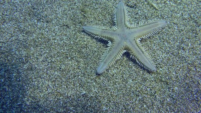 Sand Starfish or Slender sea star (Astropecten spinulosus) creeps along the sandy bottom, then leaves the frame, view from above.