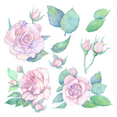a set of watercolor hand-drawn illustrations of pink roses in vintage style. A set for invitations, postcards, weddings and holidays