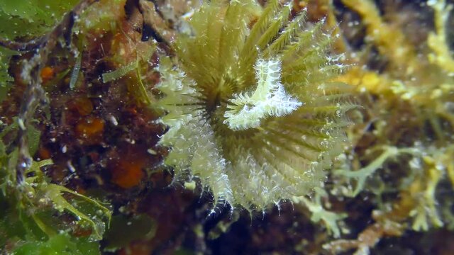 A young Peacock worm or Peacock feather duster worm (Sabella pavonina) hunts with a tentacle crown to catch small organisms.