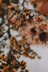 autumn leaves on the ground
