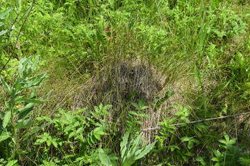 Summer. An anthill. Grass
