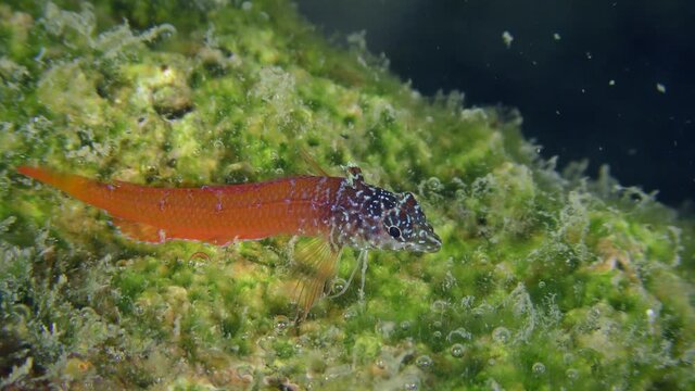 Underwater scene: A bright red male Black Faced Blenny (Tripterygion melanurum) scares the enemy by biting algae, extreme close-up.