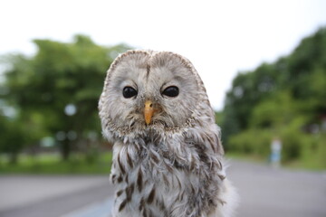 great grey owl