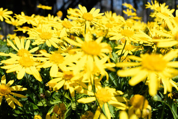Abundant wild yellow flowers (yellow daisies)