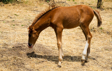Portrait of a cute red foal with a white stripe on the forehead