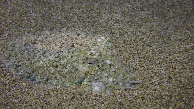 Common cuttlefish (Sepia officinalis) floats over the sandy bottom in search of a landing site, then sinks to the bottom and buries itself in the sand.