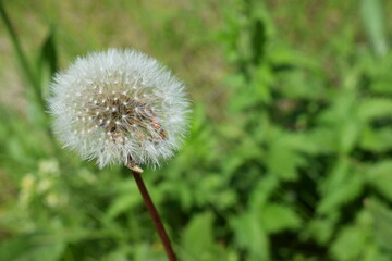 Summer. Dandelion. Insects