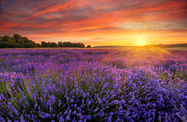 Obraz na płótnie Canvas Berautiful summer sunset over lavender field