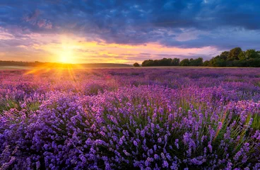 Zelfklevend Fotobehang Berautiful summer sunset over lavender field © Piotr Krzeslak
