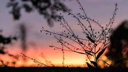 sunset in the countryside