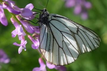 Butterfly on a flower