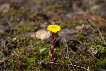 the first yellow flower of spring
