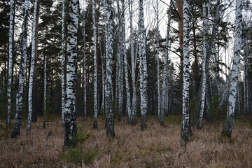 Forest at sunset