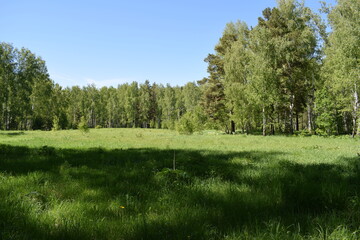 Green meadow