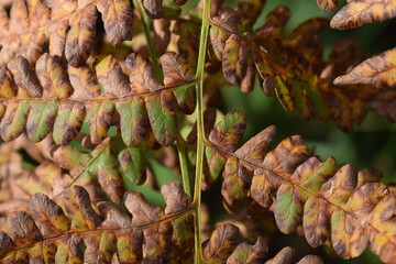 Sleeping fern