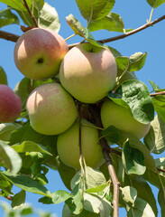 Ripe apples on apple tree in summer day. Organic fruit in the orchard garden close-up.