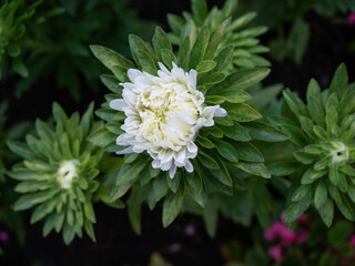 bright white aster blooms on a flowerbed in the garden