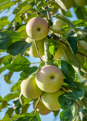 Ripe apples on apple tree in summer day. Organic fruit in the orchard garden close-up.