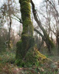 tree in the woods