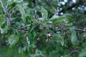 FU 2021-05-22 Blutenpark 1 Am Baum wachsen kleine zarte Äpfel