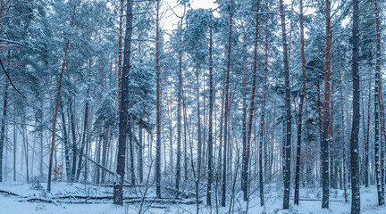 Leafless trees covered with snow. Beautiful winter background.