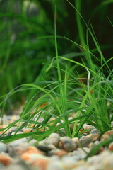Macro photo of growing green grass Carex flacca, syn. Carex glauca