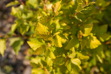 Green plants in a flower bed close-up